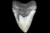 Bargain, Megalodon Tooth - North Carolina #83992-1